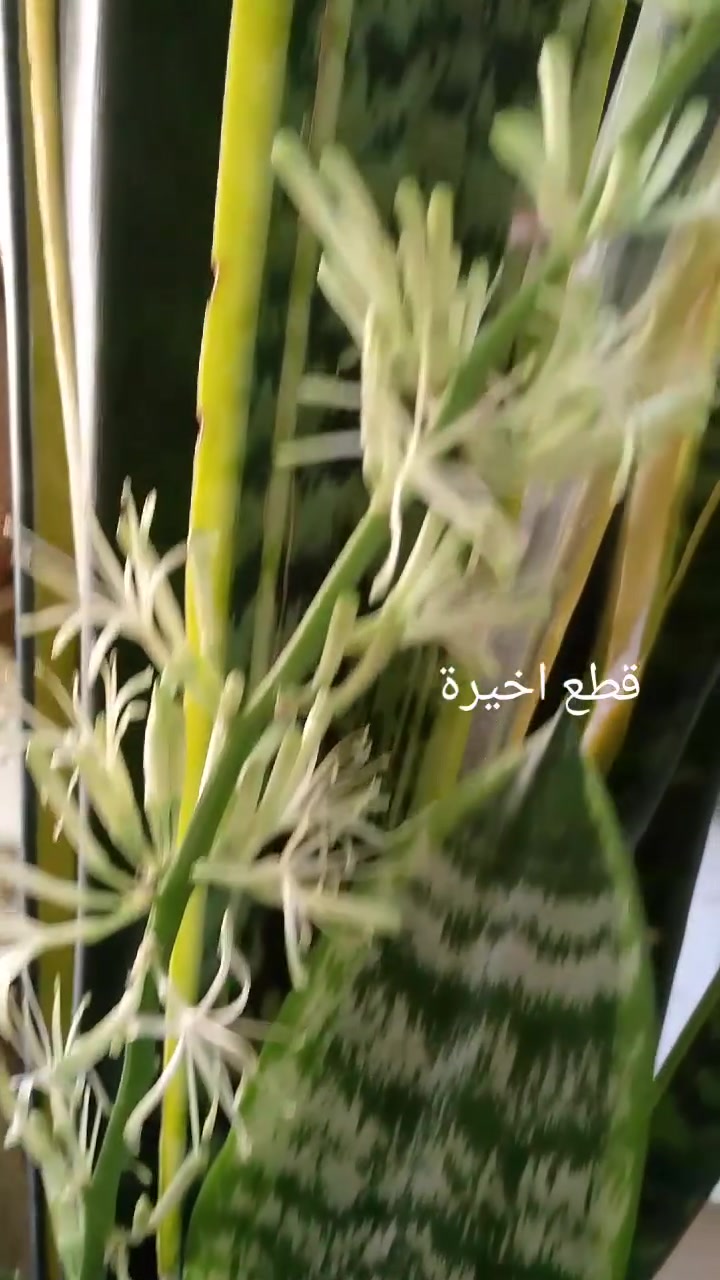 قطع أخيرة الي عندة طلب كمل طلبة


**إذا كنت صاحب هذا الإعلان وتريد حذفه لأي سبب، رجاءا أرسل رسالة إلى الدعم الفني**