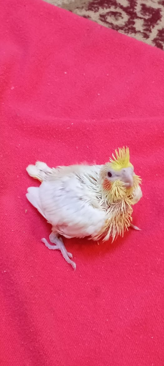 السلام عليكم 
متاح 3 افراخ كوكتيل للبيع 
شكري عيون حمر 
شرط الصحة وجاهزات للزق والتأليف 
سعر التك 25 قفل 🔒 
مكاني بالرفاعي


**إذا كنت صاحب هذا الإعلان وتريد حذفه لأي سبب، رجاءا أرسل رسالة إلى الدعم الفني**