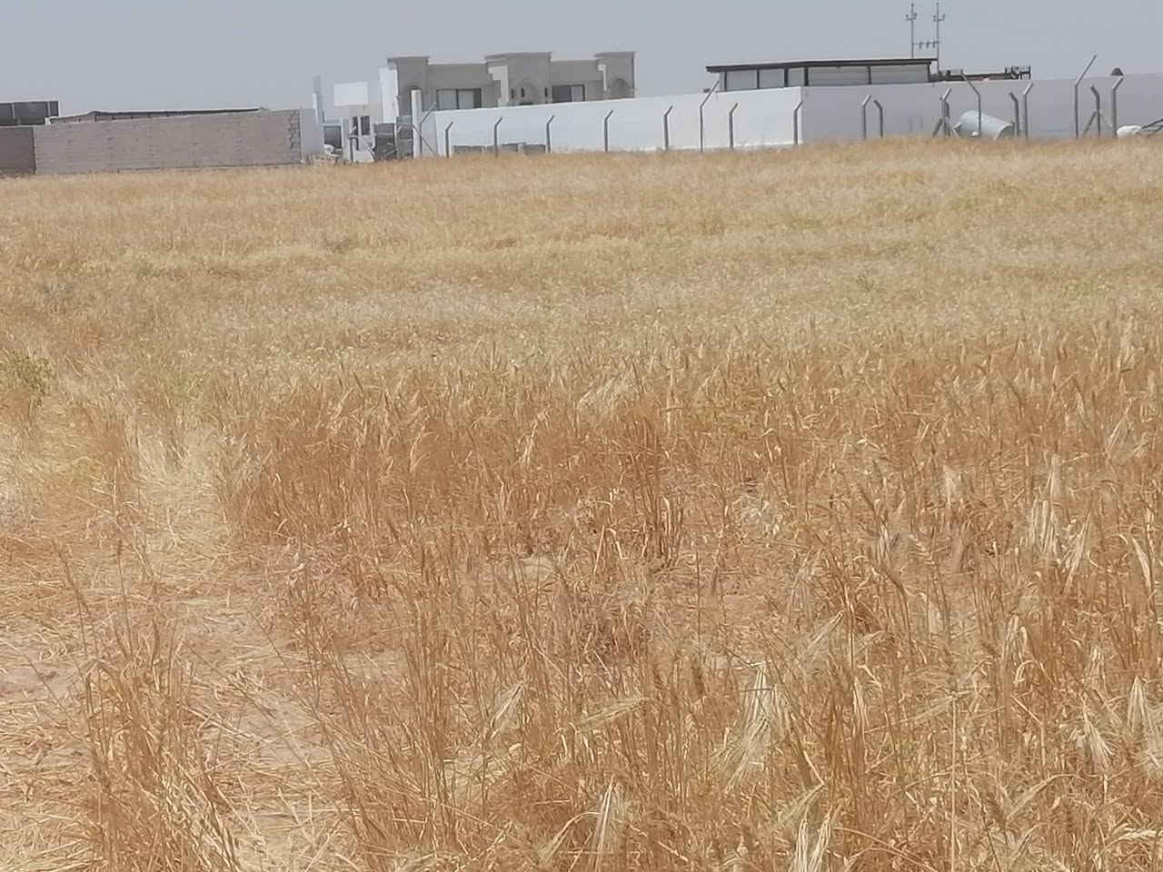 السلام عليكم ورحمة الله وبركاته أرض زراعية وترهم سكنيه للبيع خلف قاعه الدلشه بالقرب من مزرعه عمر الحميد القيوده المساحه ٦٠٠٠ متر يعني دونمين و١٠٠٠ متر قريب عليهه ماء حلو وكهرباء الاتصال على الرقم ***********
