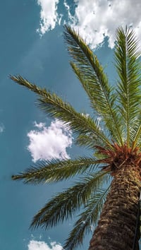 عندي كاع اكثر من نص دونم بيها فوك ال25 نخله ما مسيجه  نهاية زوير تبعد ...