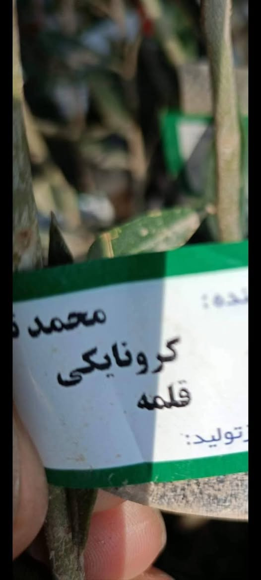 مشتل كرار الزراعي 
يتوفر 
الاكاسيه مصريه حجم كبير محرك سعر 3٫750
البيزيا البخ كيس سعر 2٫500
زيتون الكرونايكي يوناني صنف عالي زيت نسبه 38%
امايات ضمان للحمل للمده اقل من سنه سعر كميه محمدوده بيهن العدد 20شتله حجم سندان 26 
سعر 35٫000
تحياتي الكم احبتي متابعين 
العنوان بغداد الكريعات يم وقف سني 
واتساب ***********
