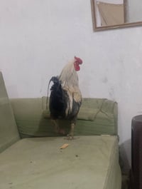 ديج للبيع السعر 35وبي مجال07760837224