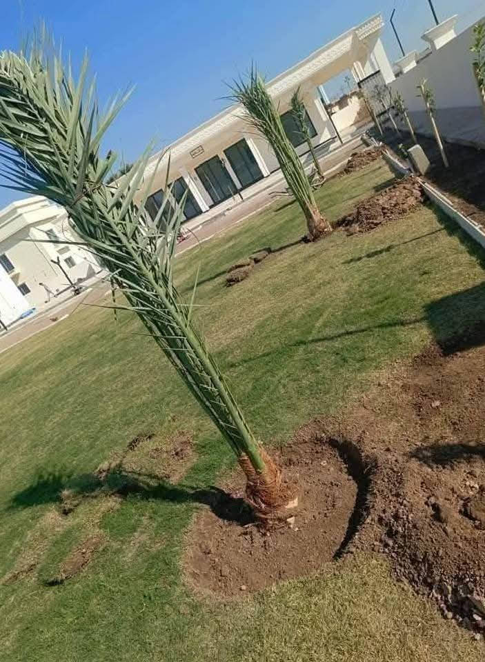 فنون الزراعه والمقاولات العامه تجهيز المزارع والبساتين وكادر صواعيد نخيل لدينا جميع انواع النخيل من البرحي والمجهول والمكتوم جميع النوعيات تجهيز البساتين المتروكه وتسميدها وزراعتها نعمل في جميع محافظات العراق \***********
