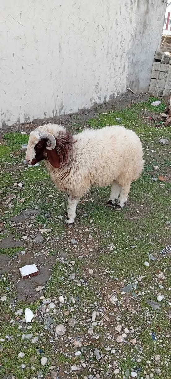 مەڕێکوو جووتێک بەرخی نێری جۆخور
بۆفرۆشتن مشتەری نیت باکاتی یەک تر نەگرین#کلاڕ#
***********
