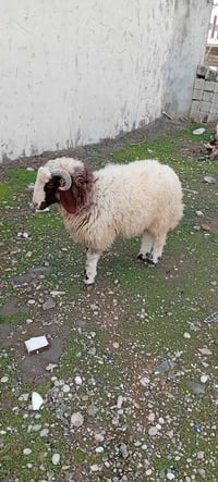 كلار • مواشي • ذكر