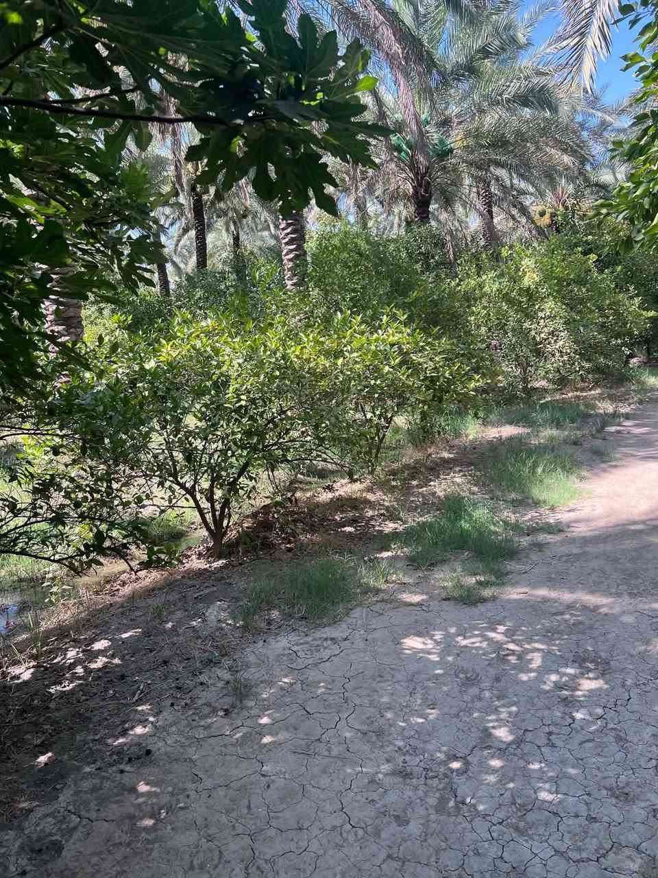 السلام عليكم ارض زراعيه المساحه ١٦ دونم طابو سند 25 تحويل مباشر حصه مائيه صيف شتاء كهرباء اساله مدارس متوسطة وابتدائيه مع دار سكن مع حقل عجول تبعد عن دجله ٥٠٠متر وجها تبليط تبعد عن مركز المدينه 5 دقايق مكانها الصويره الجوز الشرقي السعر الكلي ٤٠٠ مليون دينار وبيها مجال ***********
