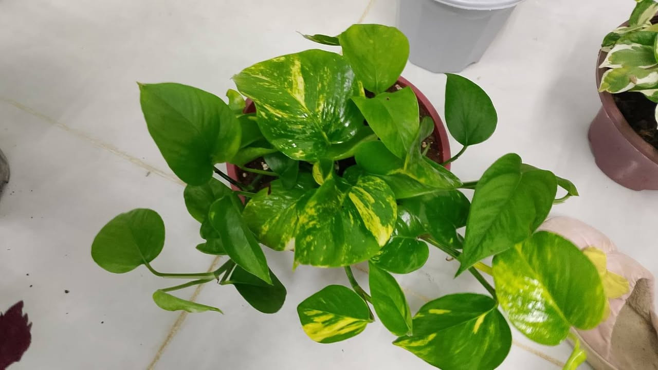 أنواع النباتات الضليه والخارجية
بأنسب الاسعار يوجد لدينا توصيل جميع مناطق كركوك والمحافظات


**إذا كنت صاحب هذا الإعلان وتريد حذفه لأي سبب، رجاءا أرسل رسالة إلى الدعم الفني**