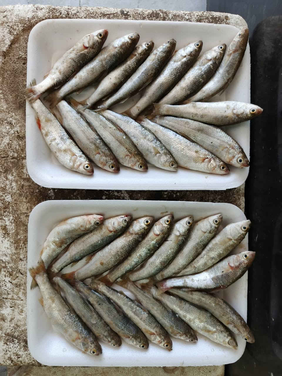 عمي عرض اليوم الاثنين كيلوين ابو زريده ب 15
شرط تازه وجديد
توصيل اكو 
حرشه خشنه كيلوين ب 15 الف 
عراقيه كله كصه وحده
***********
*********** واتساب
العنوان الديوانية سوق العروبه مقابل صيدليه الغيث الفلكه النافوره طرشي رمانه قرب مأكولات المصلاوي
