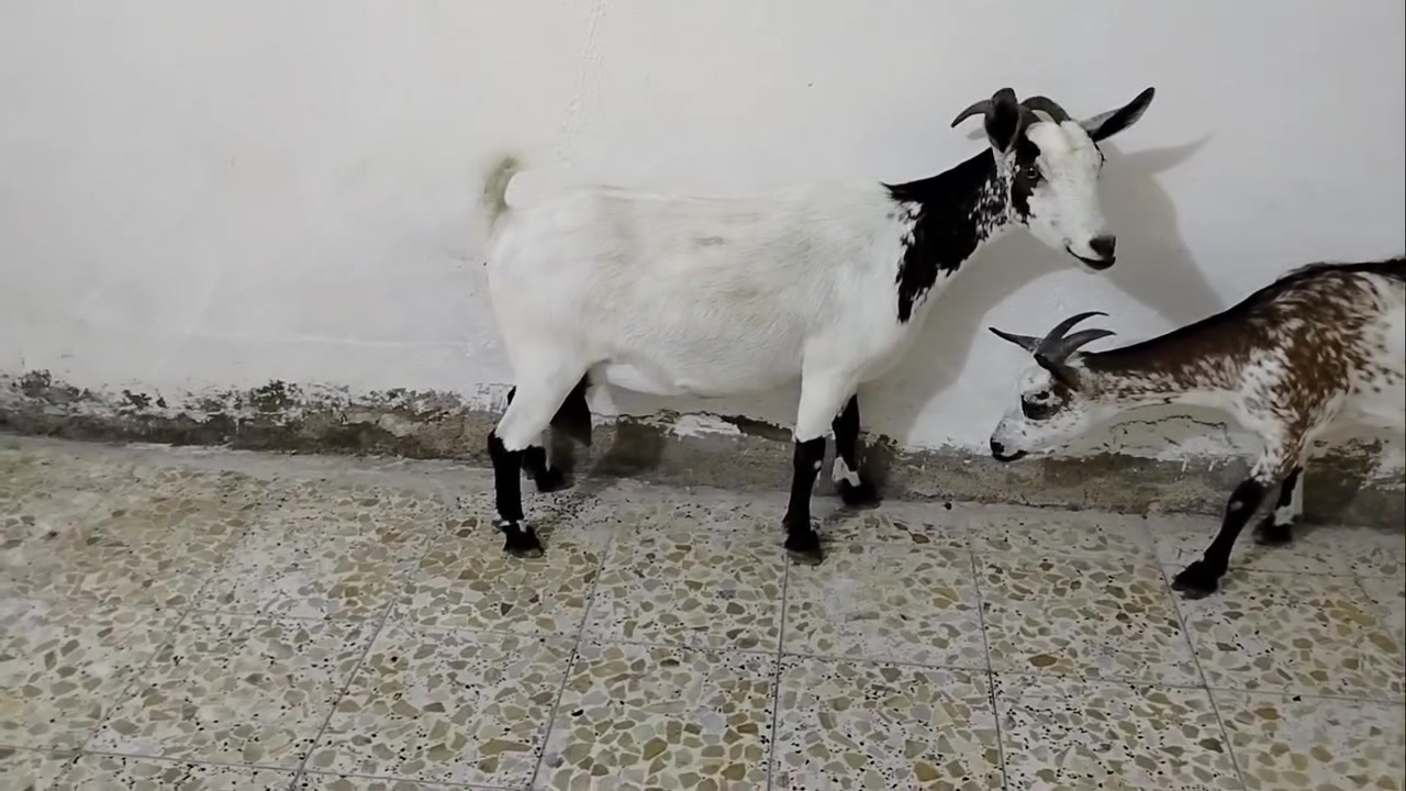 زوج نثايه  مضاريع 
خط اول مال بيت 
سعرهن ٥٥٠ 
مكاني بواسط مركز مدينه 
***********
