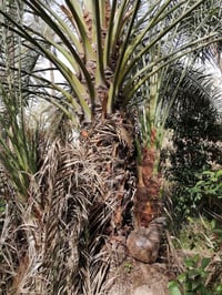 يتوفر فسائل برحي حر متعهد حجم كبير العدد ٣ فسائل مجذر وجاهز للشلاع كما...