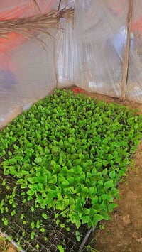 فلين لوبيا للبيع07879694054