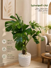 الموصل • نباتات طبيعية • مستلزمات زراعية