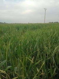 أرض زراعية • ١٠ دونم • الهاشميه تياس