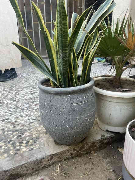 سنادين للبيع عنوان حله حي الصحه ***********
