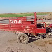 ستوته • بدون ورق • ميسان العمارة