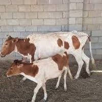 من رخصت الادمن هوايش للبيت السعر 4ملايين ونص الاتصال واتس 07712513047