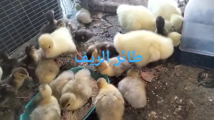 متوفر افرخ مكاني القرنة
بط جيني  ابيض خط اول 
افراخ بش مصري رصاصي
افرخ بش مصري احمر
افرخ عرب + ركيبي
فقط شراي يراسل.........


**إذا كنت صاحب هذا الإعلان وتريد حذفه لأي سبب، رجاءا أرسل رسالة إلى الدعم الفني**
