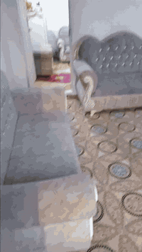 قنفات • ١٢ نفر • النجف شارع كربلاء