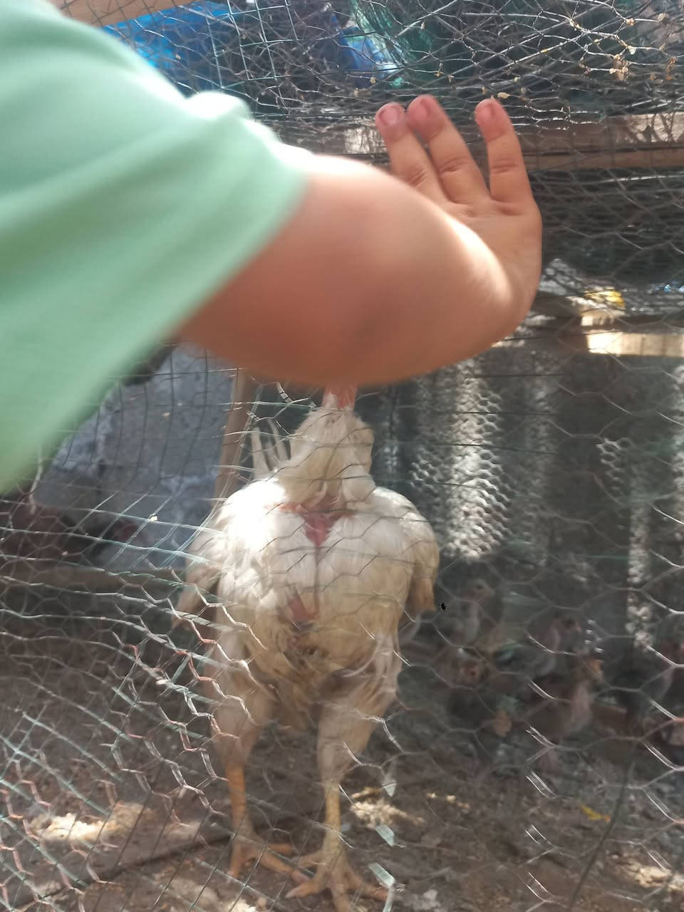 3دجاجات وديج للبيع


**إذا كنت صاحب هذا الإعلان وتريد حذفه لأي سبب، رجاءا أرسل رسالة إلى الدعم الفني**