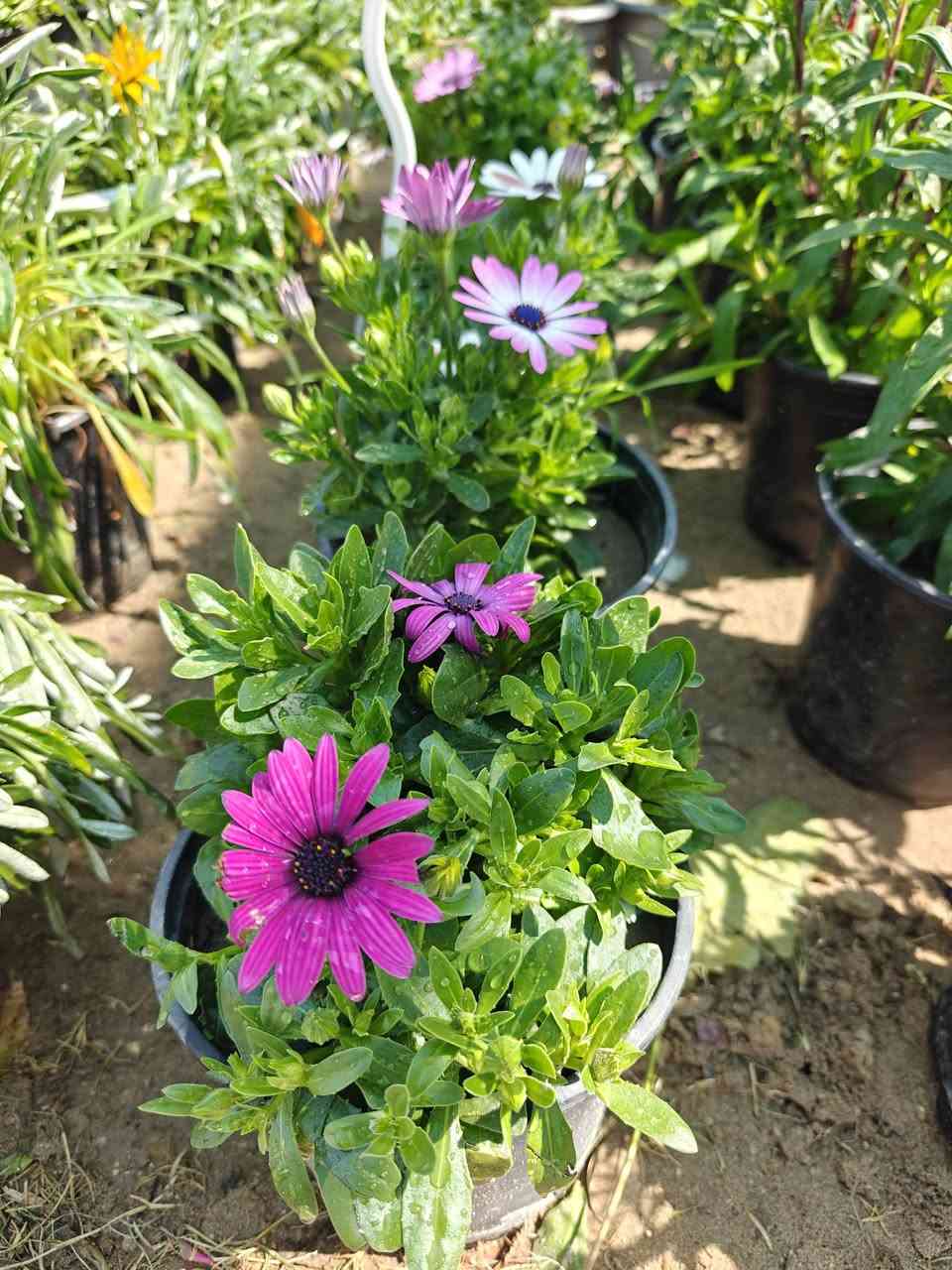 مرحبآ ⚘ حسب طلب الزبائن وعلى بركة الله 🙏 تم تكرار العروض الجديدة مع بداية الربيع وموسم الزراعة 🌱🌲🌹 مجموعة نباتات متكونه من 14 سندانة حجم كبير وكثيف كل سندانة نوع 🌿🍁🍃🍂 🌳💐🌲 ️دائمية الخضار ومقاومة للشمس🌞 ولدرجات الحرارة العالية ولدرجات البرودة ⚘🌷🌼🌺🌹🍁🍃🍂☘🌿💐🌸🌱🏵

1- ورد جوري 🌹 

2- ورد الداليا ⚘ 

3- ورد بيبي روز 🌹 

4ـ ورد استر افريكانو 🏵️ 

5- ورد شوكة المسيح🍂🍃

6- فكس 🌿 

7- نبات السرو 🌲 

8- نبات سباركس عراقي🌿 

9- قطر الندى تراجي العروس🍃⚘️ 

10- روز ماري اكليل الجبل عطري🌲 

11- نبات شمشار🌳 

12- ياس 🌿🍃 

13- ورد الجمال🌸 

14- ملكة الليل شبوي عطري🌳 

كل هذا بسعر 35 فقط ⚘🍂🍁🌺🌸🍃☘🌳 مع كل طلب هدية 🎉🎁🎊 كيس بتموس حجم 5 لتر 

زورونا في فروعنا 
📍الفلوجة - شارع 40 - مقابل سنتر ملامح 
الفلوجة - السوق العصري

(تتوفر خدمه توصيل 🚕 )‌‌‌‎💜 🙏 للحجز والاستفسار الاتصال او مراسلتنا على الخاص❤
***********
#نباتات #نباتات_منزلية #نباتات_طبيعيه #نباتات_ظل
