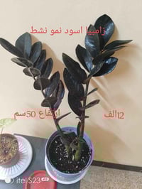 نبات زامبيا • اسود • كركوك