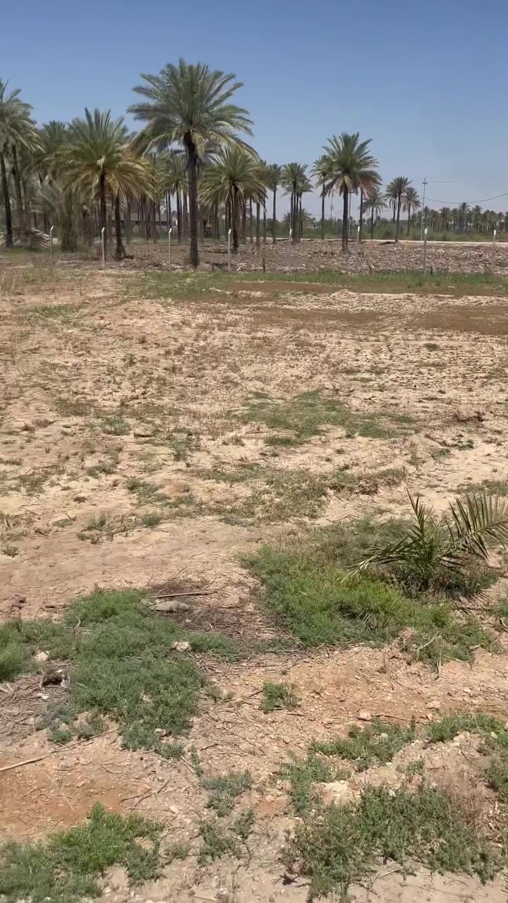 1400الف متر     للبيع طابو 25 تحويل أسهم بأسم المشتري كافة الخدمات العنوان كربلاء منطقة الدويهيه خلف المعهد الفني /*********** /***********
