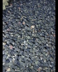 بذور باميه • درجة اولى • ديالى جلولاء