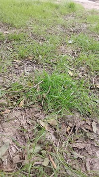 ارض زراعيه • ٤ مشاير • قربة سيد تكليف