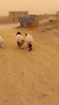 فطايم سمان • معلافات • حديثه بروانه