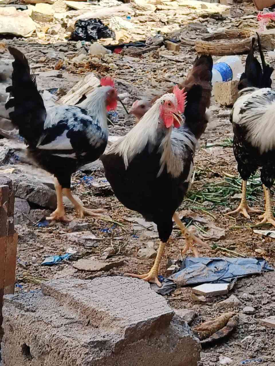 السلام عليكم سيت دجاج دندراوي ديك ودجاجتين للبيع إذا بس ديك موجود الشراي على الخاص او ***********
