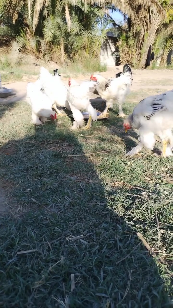 سلام عليكم شباب دجاج ابراهما
***********
