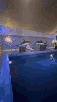 مزرعة نضام شتائي يعني المي حار مسبح مغلق متوفر حجز مزرعةالدورة البعيثة...