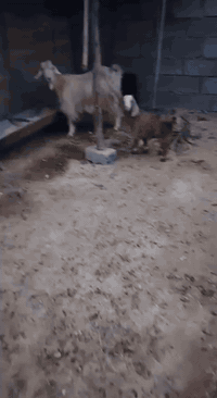 عنز • حديثة حقلانيه • توصيل