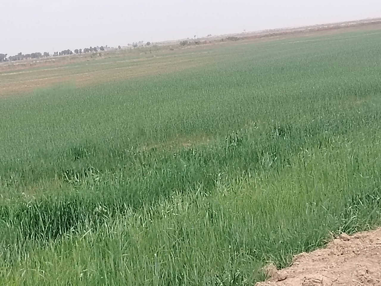 شروه للبيع المساحه ٤٠ دونم
طريق سيد أحمد
الساده ال مير اتصل وتدلل
***********
