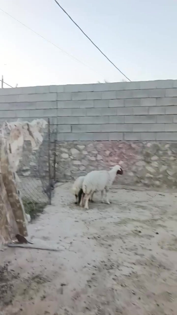 بسم الله ما شاء الله تبارك الله متاح نعاج اثنين تفاصيل داخل الفيديو السعر 785 وبيهن مجال للشراي المكان زويه ناحيه الفرات قرب قضاء هيت جزيره البونمر *********** اتصل او وتساب موجود
