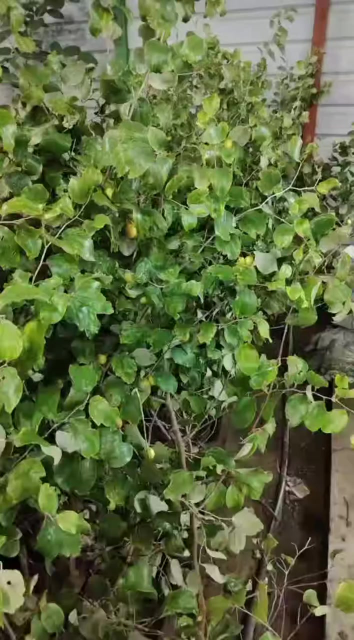 تم وصول السدر الامريكي التفاحي في مشتل ناطق العلواني العنوان بصرة قضاء المدينه منطقة العلوان طريق السدة


**إذا كنت صاحب هذا الإعلان وتريد حذفه لأي سبب، رجاءا أرسل رسالة إلى الدعم الفني**