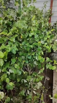 سدر أمريكي تفاحي • مشتل ناطق العلواني • بصرة