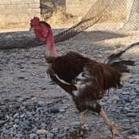 ديج معنگي • للبيع • ذبح