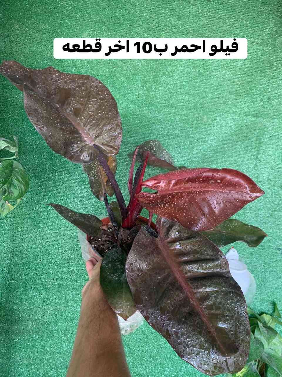منشور ضليات تفاصيل داخل صور


**إذا كنت صاحب هذا الإعلان وتريد حذفه لأي سبب، رجاءا أرسل رسالة إلى الدعم الفني**