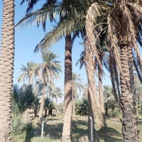 ٢١٠٠م • طابو زراعي • واجهة ٤٤م تجاري