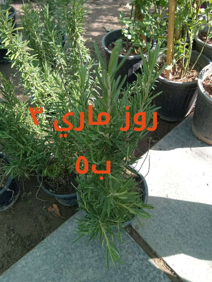 للطلب*********** واتساب 
التوصيل داخل بغداد فقط
