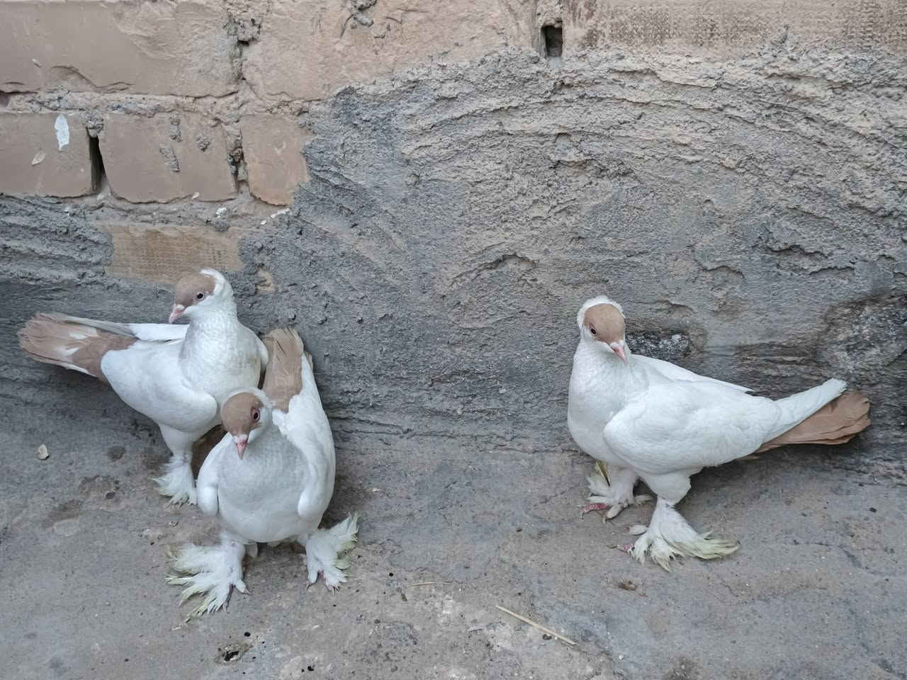 متاح حمام زينه چياكي مواصفات فول صحه ونشاط الشراي يجي خاص مكاني ناصريه مركز


**إذا كنت صاحب هذا الإعلان وتريد حذفه لأي سبب، رجاءا أرسل رسالة إلى الدعم الفني**
