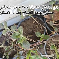 ورد صباح • ٨ ألوان • بغداد الاسكان