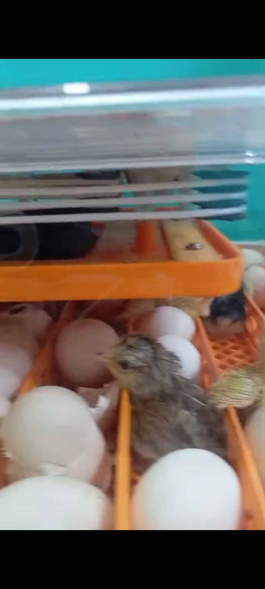 متاح فقاسه بيض فول اوتماتيك اتشيل 56بيضه استعمال قليل بعده جديده 80الف عنواني كربلاء *********** Singapore
