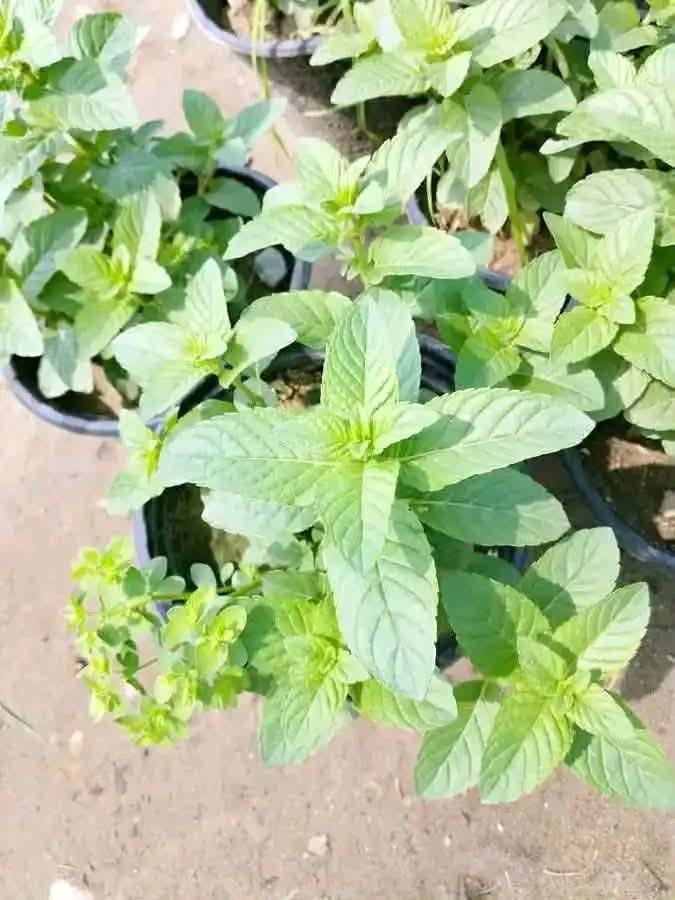 السلام عليكم مستعدون لادامة الحدائق المنزليه وزرع الشتلات.. ويوجد كادر لنصب وتسليك الكامرات المنزلية وتنصيب جهاز الستلايت باحدث الاجهزه
***********
