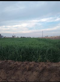 ارض زراعية عشرة دونم للبيع في البوعيثة قرب مدينة الزعيم 07822770429  0...