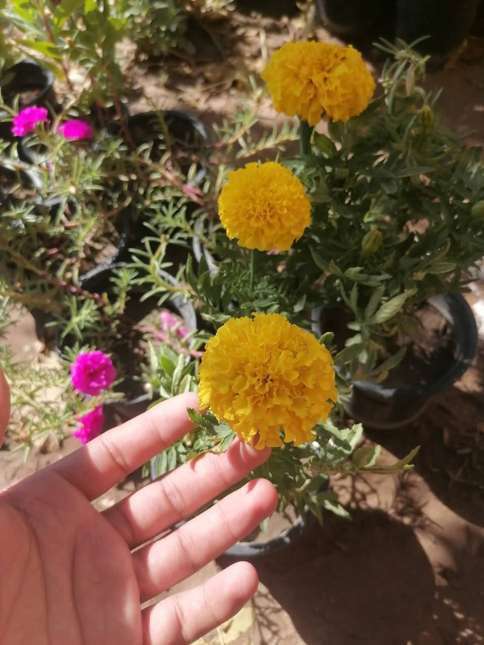 السلام عليكم أهلنا بالكوت
ملوك الصيف ☀️ ورد الصباح العراقي، عين البزون، والجعفري
​وفرنالكم بكج صيفي مميز ومقاوم للحرارة، مكون من 10 شتلات منوعة، يوصلك لباب بيتك كالاتي:
​🌸 4 ورد الصباح عراقي (لون وردي)
​🌺 4 عين البزون (لون وردي)
​🌼 2 ورد الجعفري (اصفر)
​🎁 هدية مع البكج: مغلف بذور الختمة باللون الأبيض.
​💰 السعر: سعر البكج هو والتوصيل ب 10
للحجز والاستفسار التواصل على الخاص


**إذا كنت صاحب هذا الإعلان وتريد حذفه لأي سبب، رجاءا أرسل رسالة إلى الدعم الفني**