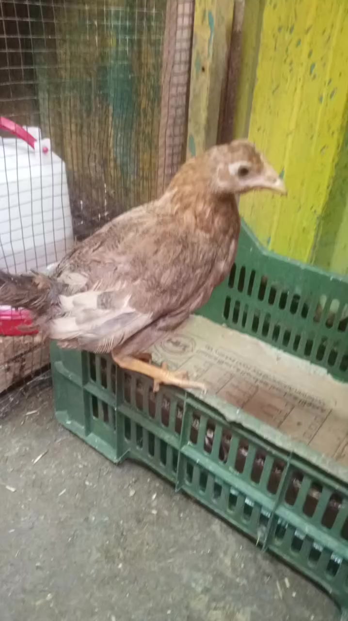 فراريج كويتي
16تك ابيع شلع زوج ب 20
مكاني بغداد الزعفرانية ‏‪***********‬‏
