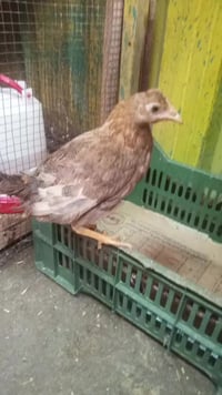 فراريج كويتي 16تك ابيع شلع زوج ب 20 مكاني بغداد الزعفرانية ‏‪078172706...