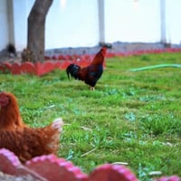 مزارع اليمامة البيضاء • مسبح • إيجار يومي